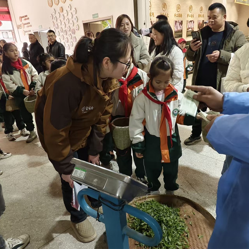 2025年3月30日茶润童心·一叶关情（高旗实验小学春茶体验活动））