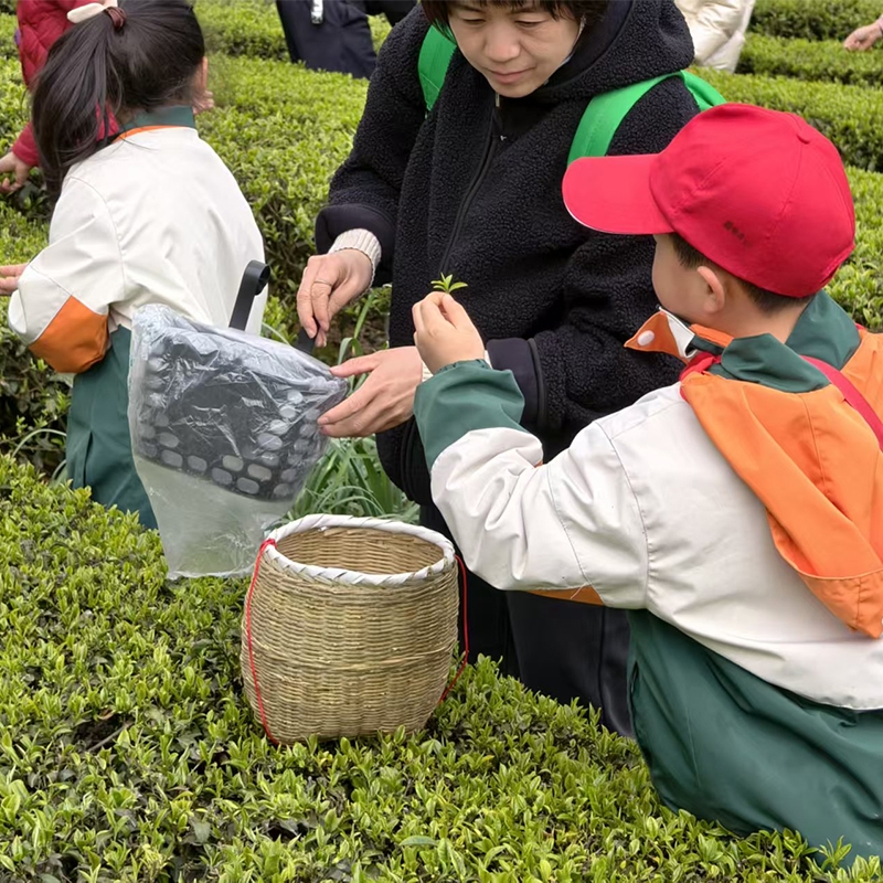 2025年3月30日茶润童心·一叶关情（高旗实验小学春茶体验活动））