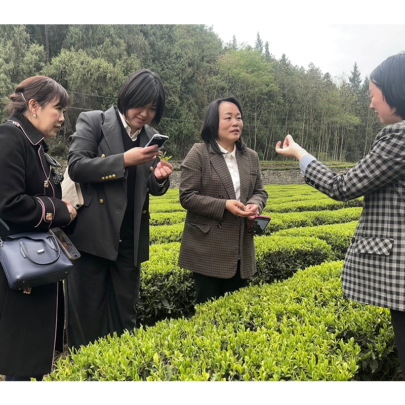 2025年4月2日香港贸发局陈凯芳一行莅临金苔香茶业考察参观指导