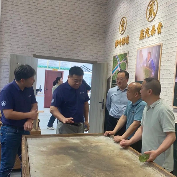 2025年4月18日武汉大学总务后勤保障部部长周军一行到金苔香茶业调研春茶生产情况