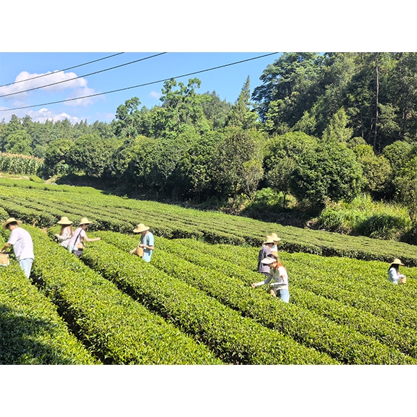 2025年7月3日华中农业大学工学部到金苔香茶业进行乡村振兴活动