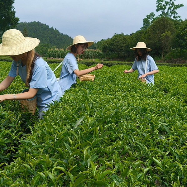 2025年7月6日华中农业大学食品科技学院到金苔香茶业开展社会实践活动