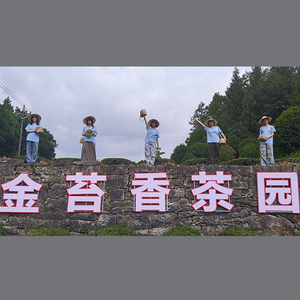 2025年7月6日华中农业大学食品科技学院到金苔香茶业开展社会实践活动