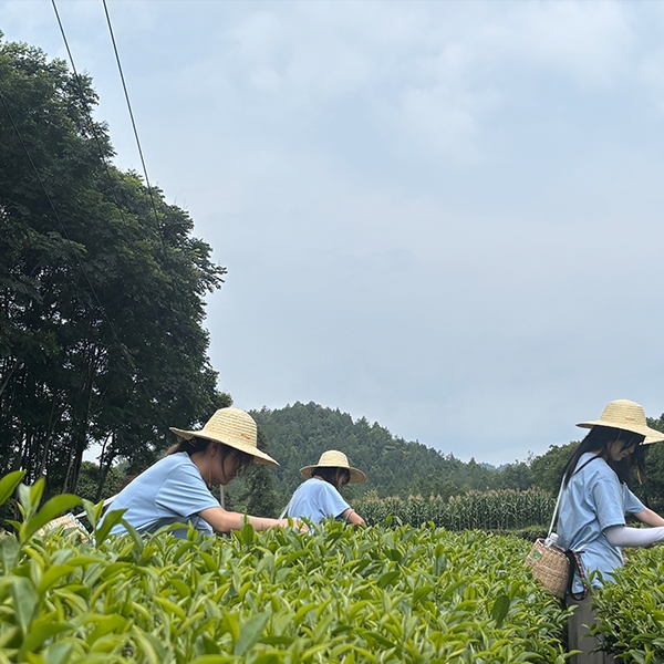 2025年7月6日华中农业大学食品科技学院到金苔香茶业开展社会实践活动