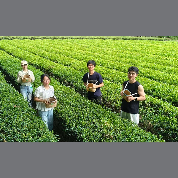 2025年7月8日华中农业大学信息学院到金苔香茶业开展社会实践活动