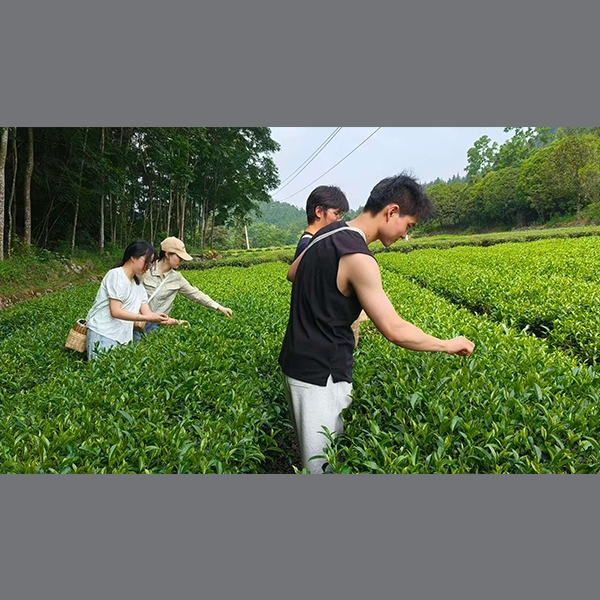 2025年7月8日华中农业大学信息学院到金苔香茶业开展社会实践活动