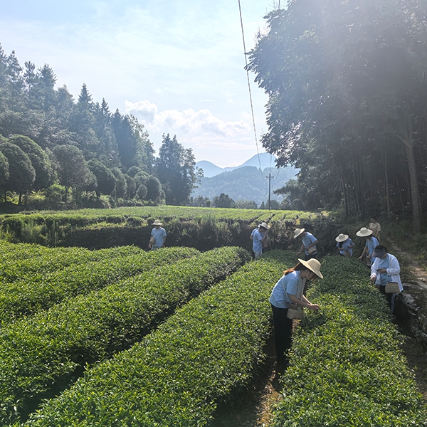 2025年7月9日华中农业大学人工智能+信息学院到金苔香茶业开展社会实践活动