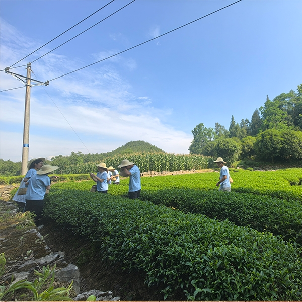 2025年7月9日华中农业大学人工智能+信息学院到金苔香茶业开展社会实践活动