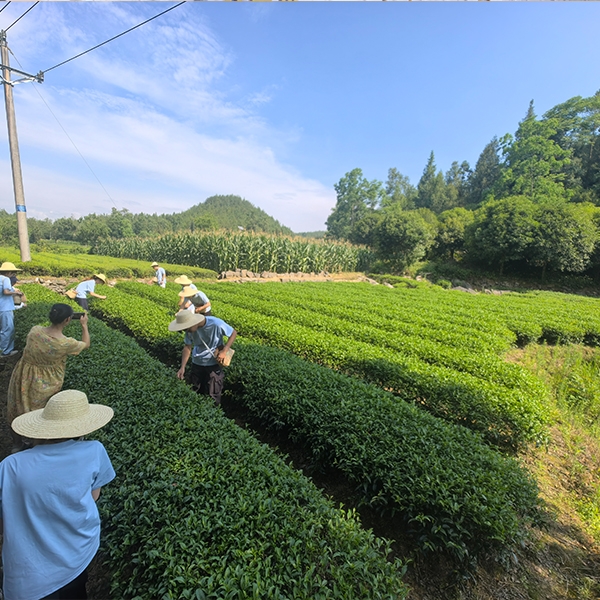 2025年7月9日华中农业大学人工智能+信息学院到金苔香茶业开展社会实践活动