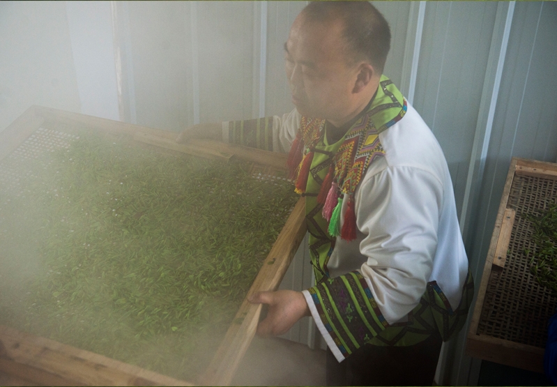 茶叶加工